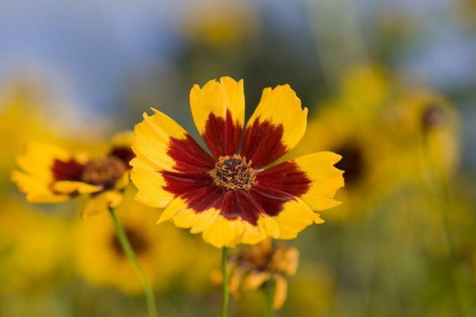 Coreopsis blomst