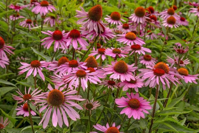 Echinacea blomster