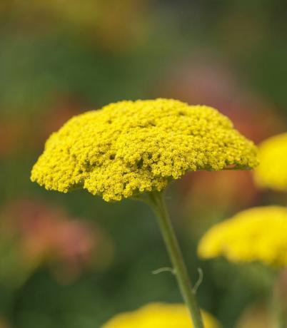 Beste blomster for sommerfugler, gul ryllik