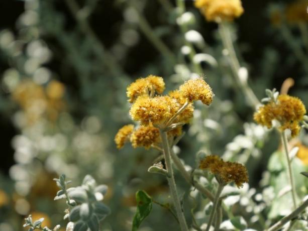 Artemesia Sagebrush Plant