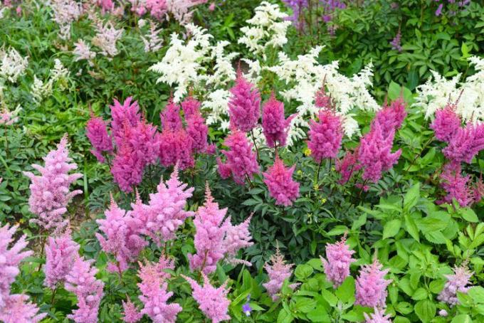 Astilbe blomster