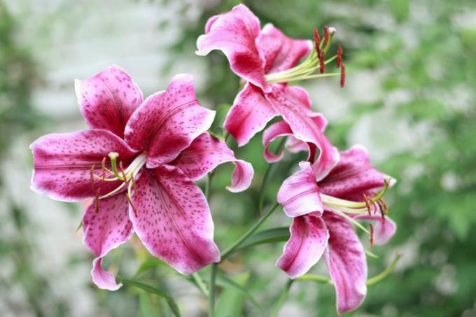 lilies-GettyImages-1689088422