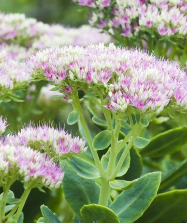 Steinbrønn (Sedum)