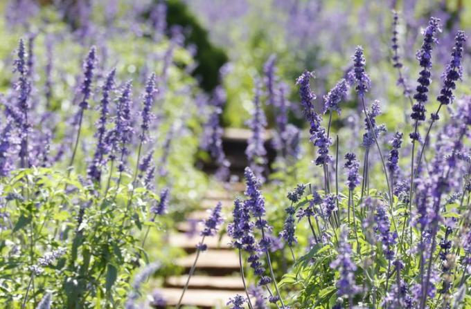 Blå salvia blomster