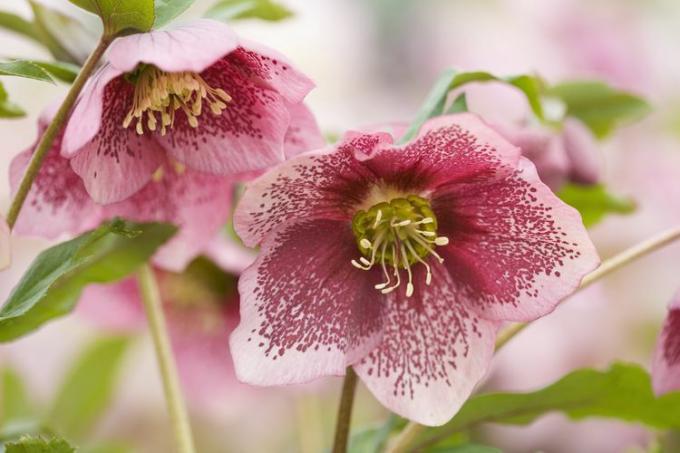 hellebore blomster