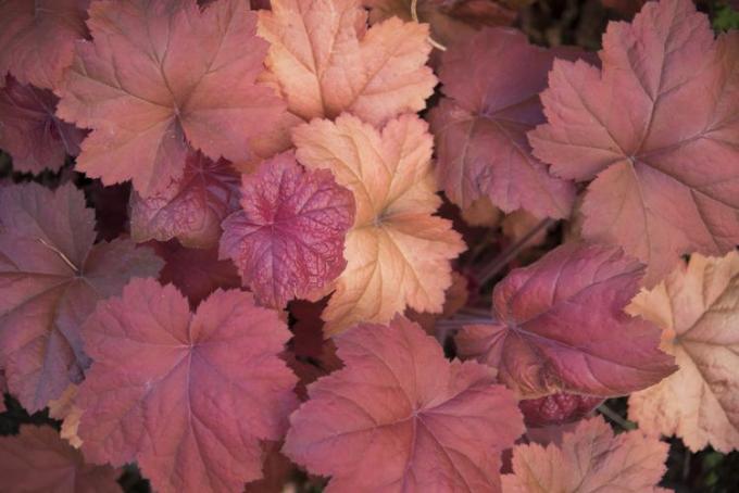 Heuchera