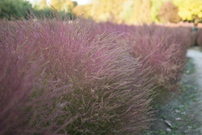 Gulf Muhly Grass