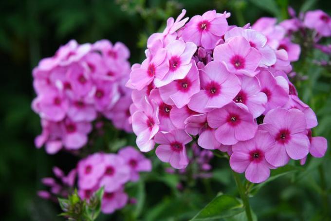 Phlox planter