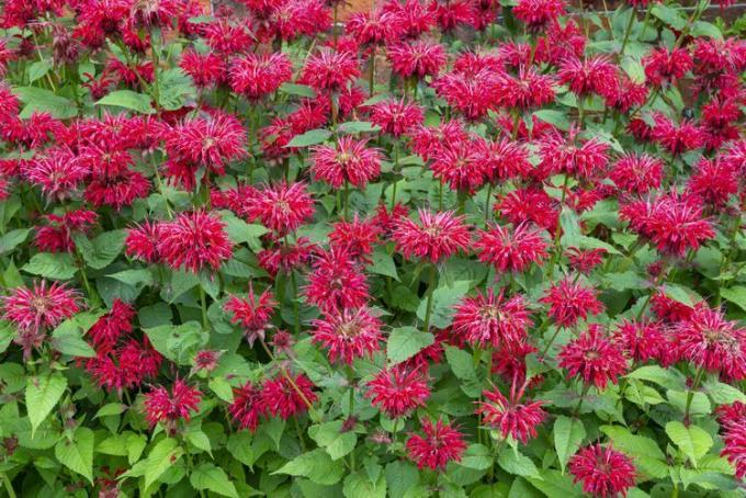 Bee Balm AKA Monarda