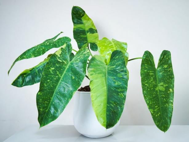 Paraiso Verde Philodendron 