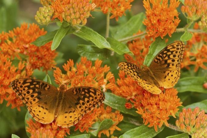 Great Spangled Fritillaries (Speyeria cybele) på Butterfly Milkweed (Asclepias tuberosa) Reynolds Country, Missouri, USA