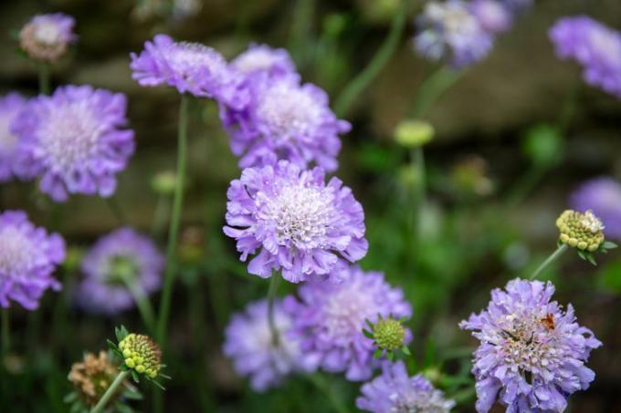 Scabiosa blomster