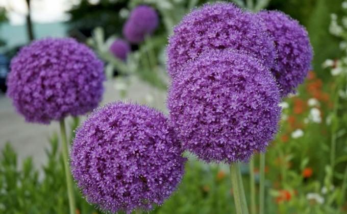 Allium blomster