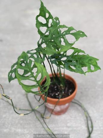 Monstera Olbiqua (peruansk form)